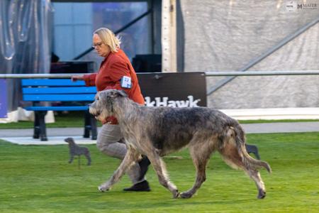 Aust Ch Wulfgar Tourner at Glenfels Irish Wolfhound