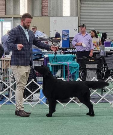 Flat Coated Retriever for sale by BPEVANS