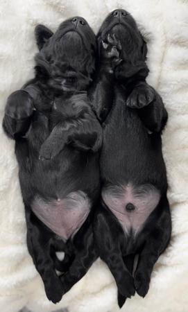 Flat Coated Retriever for sale by CARALBYN