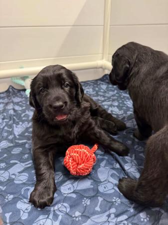 Flat Coated Retriever for sale by CARALBYN