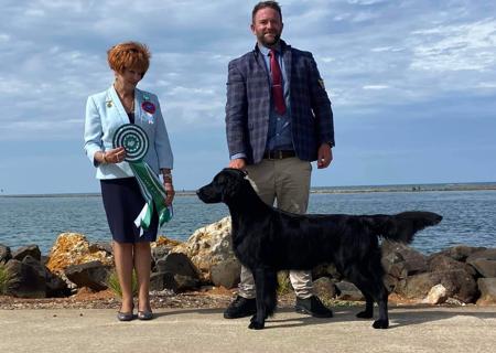 Flat Coated Retriever for sale by CARALBYN