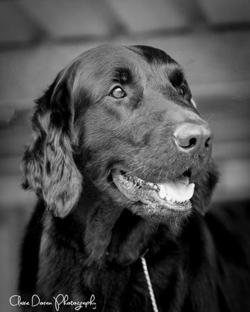 Flat Coated Retriever for sale by CARALBYN