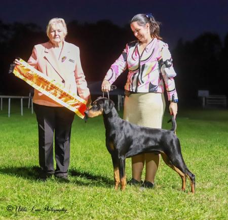 Dobermann puppy for sale by MONTKRISTEF