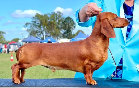Dachshund (Miniature Smooth Haired) for sale by GERSNDACH