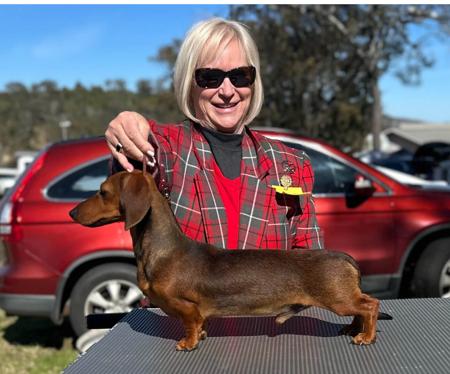 Dachshund (Rabbit Smooth Haired) for sale by GERSNDACH