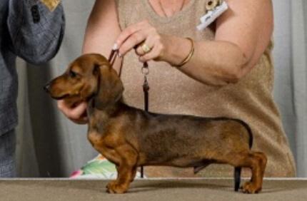 Dachshund (Rabbit Smooth Haired) for sale by ROBYNG
