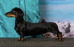 Dachshund (Rabbit Smooth Haired) for sale by GERSNDACH