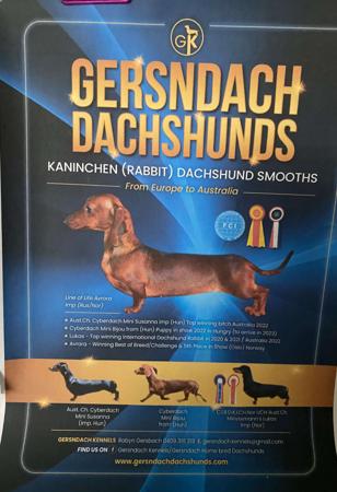 Dachshund (Rabbit Smooth Haired) for sale by GERSNDACH