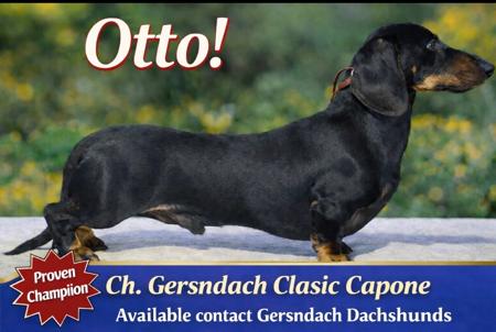 Dachshund (Miniature Smooth Haired) puppy for sale by ROBYNG