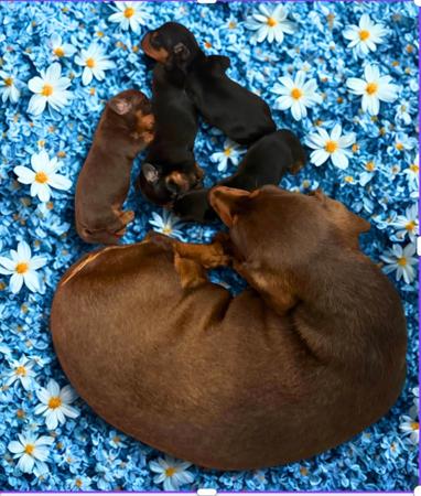 Dachshund (Miniature Smooth Haired) puppy for sale by ROBYNG