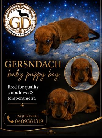 Dachshund (Miniature Smooth Haired) puppy for sale by ROBYNG