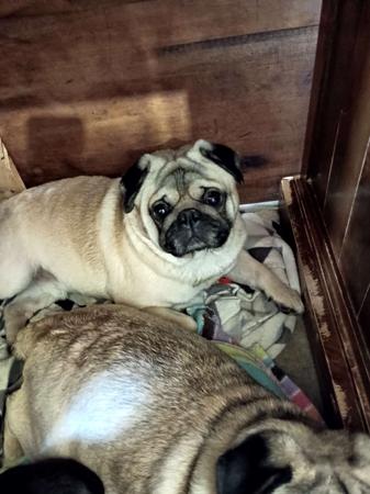 Pug puppy for sale by ELLENGON