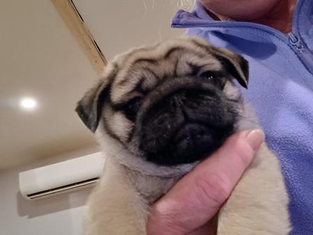 Pug puppy for sale by ELLENGON