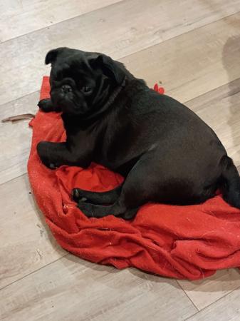 Pug puppy for sale by ELLENGON