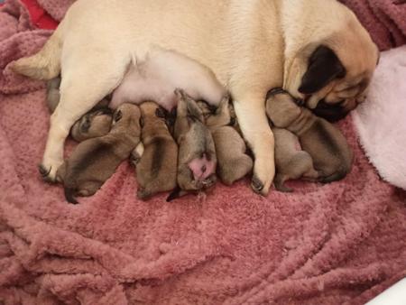 Pug puppy for sale by ELLENGON