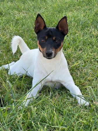 Tenterfield Terrier dog for sale by ANDILLYN