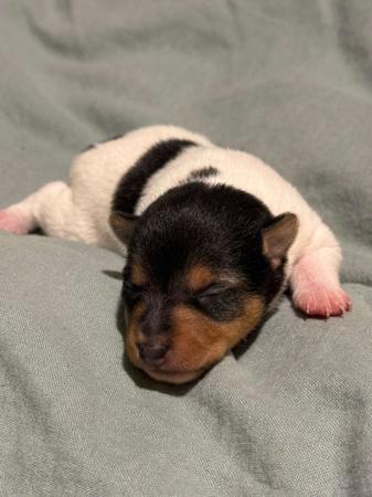 Tenterfield Terrier puppy for sale by ANDILLYN