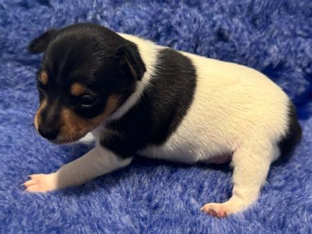 Tenterfield Terrier puppy for sale by ANDILLYNKENNELS