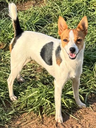 Tenterfield Terrier dog for sale by ANDILLYNKENNELS