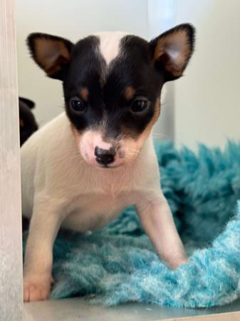 Tenterfield Terrier puppy for sale by ANDILLYNKENNELS