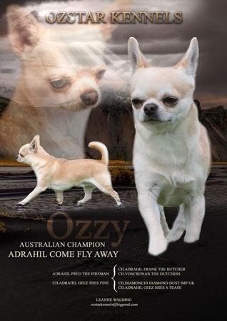 Chihuahua (Smooth Coat) for sale by OZSTAR