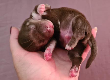 Chihuahua (Long Coat) for sale by OZSTARCHIS