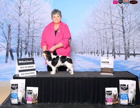 King Charles Spaniel for sale by OZSTARCHIS