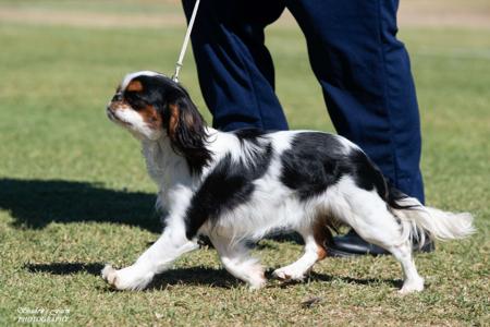 King Charles Spaniel for sale by OZSTAR