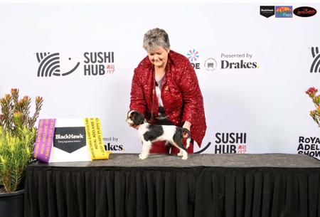 King Charles Spaniel for sale by OZSTAR