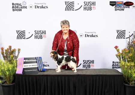 King Charles Spaniel for sale by OZSTAR