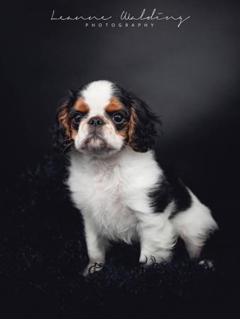 King Charles Spaniel for sale by OZSTAR