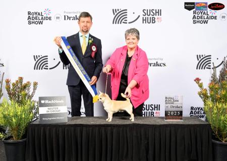 Chihuahua (Smooth Coat) for sale by OZSTAR