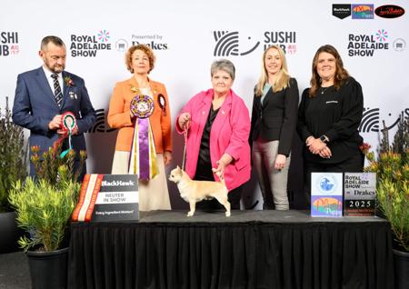 Chihuahua (Smooth Coat) for sale by OZSTARCHIS