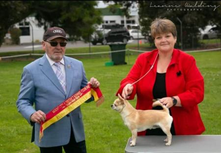 Chihuahua (Smooth Coat) for sale by OZSTAR