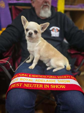 Chihuahua (Smooth Coat) for sale by OZSTAR