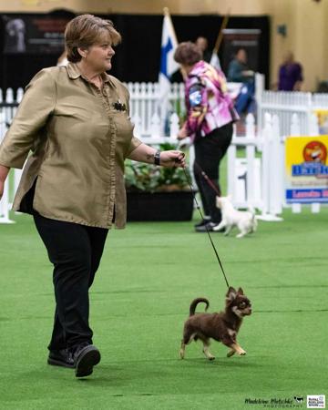 Chihuahua (Long Coat) for sale by OZSTAR