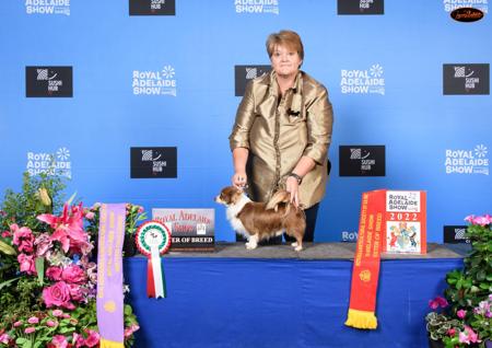 Chihuahua (Long Coat) for sale by OZSTAR