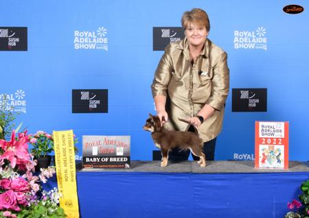 Chihuahua (Long Coat) for sale by OZSTAR