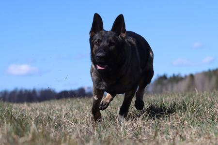 German Shepherd Dog for sale by VONDENAERO