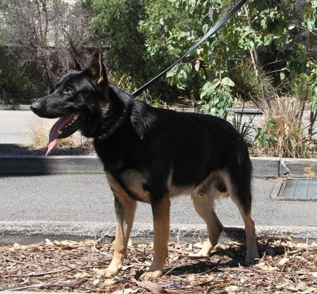 German Shepherd Dog for sale by VONDENAERO