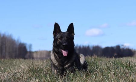 German Shepherd Dog for sale by VONDENAERO