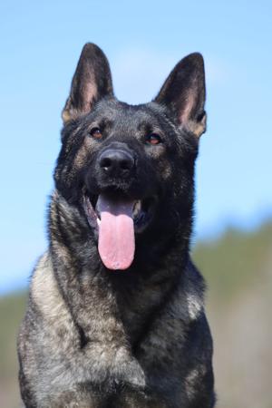 German Shepherd Dog for sale by VONDENAERO