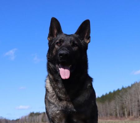 German Shepherd Dog for sale by VONDENAERO