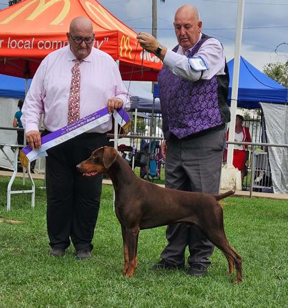Dobermann for sale by SANTOP