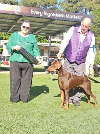Dobermann for sale by SANTOP