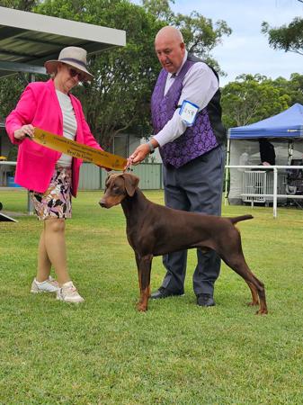Dobermann for sale by SANTOP