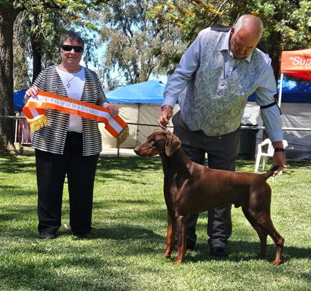 Dobermann for sale by SANTOP