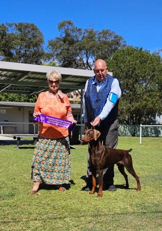 Dobermann for sale by SANTOP