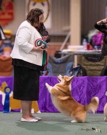 Welsh Corgi (Pembroke) for sale by BEKAA