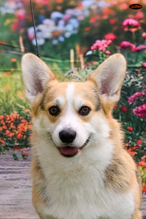 Welsh Corgi (Pembroke) for sale by BEKAA